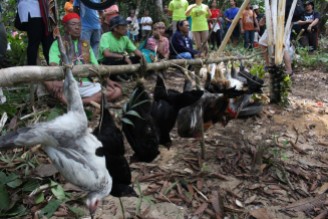 Chicken livestock used as part of ritual offering